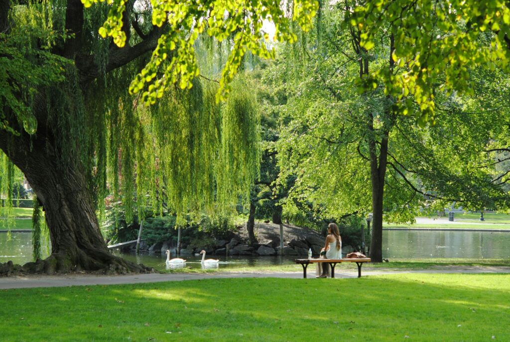 parco con alberi e laghetto